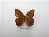 藏品(褐翅蔭眼蝶)的圖片